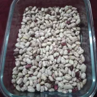 لوبیا چیتی تازه