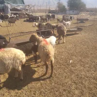 ۱۰ راس میش بره دار شیشک|حیوانات مزرعه|شیراز, عادل آباد|دیوار
