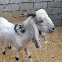 پازن پاکستانی|حیوانات مزرعه|بهبهان, |دیوار