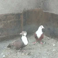 کبوتر کلاغ سرخ و هفت رنگ کاکلی