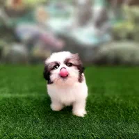 شیتزو سوپر فلت شیتزو وایت فیس