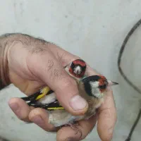 سهره|پرنده|شیراز, شریفآباد|دیوار