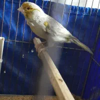 ۳عدد قناری مست|پرنده|بروجرد, |دیوار