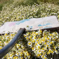 بذر گل بابونه