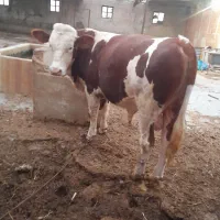 گوساله سمینتال نر