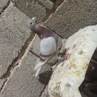 کفتر پلاکی نرماده اصل