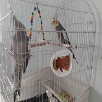 عروس جفت مولد