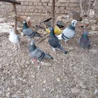 کبوتر مسافتی