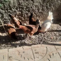 مرغ تخمی|حیوانات مزرعه|اشترینان, |دیوار