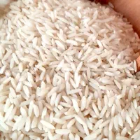 برنج طارم هاشمی