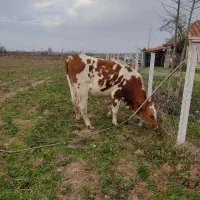 لیشه|حیوانات مزرعه|رشت, پسیخان|دیوار