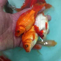 گلدفیش مولد