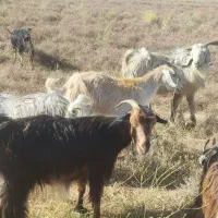 بز کهره دار