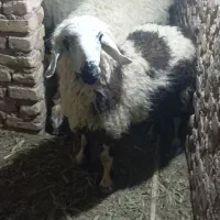 بره نر