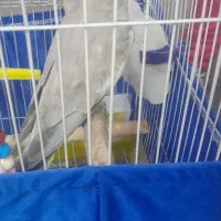 عروس هلندی همراه با وسایل|پرنده|گوراب زرمیخ, |دیوار