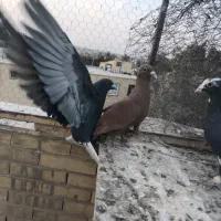 مایه گلی دمسفید عتیقه|پرنده|کرمان, |دیوار