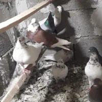 کفتر غریب گیری