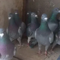 کبوتر آلمان|پرنده|نیشابور, شهید بهشتی|دیوار