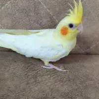 عروس هلندی لوتینو ماده