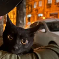 گربه خونگی|گربه|گرگان, |دیوار