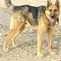 سگ ژرمن نر