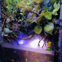 پالاداریوم شیک و زیبا همراه با گیاهان طبیعی|ماهی|زاهدان, |دیوار