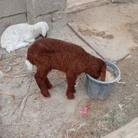 بره تمیزوواکسن خورده