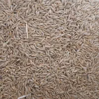 جو دیم درج یک|عمدهفروشی|کرمانشاه, |دیوار