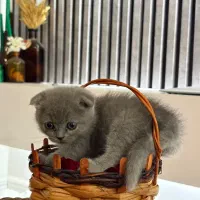 گربه اسکاتیش