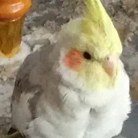 عروس هلندی سخنگو