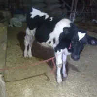 اصل هلشتاین.سیمینتال ماده|حیوانات مزرعه|زرین دشت (همدان), |دیوار