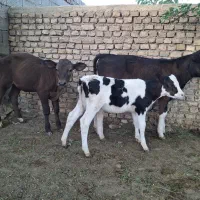 گوساله