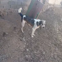 سگ‌گلگی‌دهن‌پاک|سگ|گناباد, |دیوار