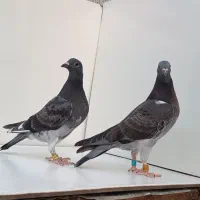 جفت جوجه جان اردن ۱۰۰٪