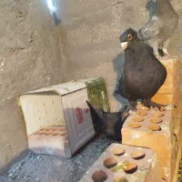 نروماده کلاغ اصل