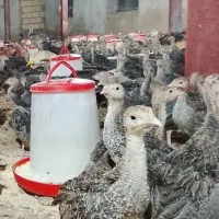 مزرعه پرورش جوجه بوقلمون برنز