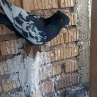 سینه سیاه بگیری|پرنده|مرودشت, ژیان|دیوار