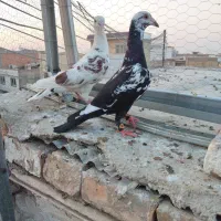 پرنده کبوتر چیل طوقی|پرنده|گنبد کاووس, |دیوار