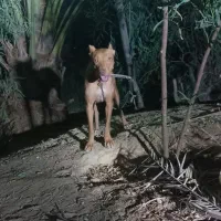 پیتبول ماده یک سال نیمه