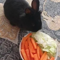 خرگوش کوچولو