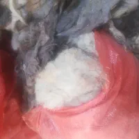 پشم گوسفند
