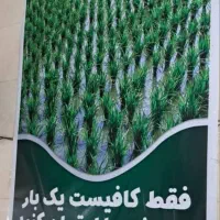 برنج اصل کامفیروزی به شرط پخت|خوردنی و آشامیدنی|صدرا-فارس, فاز ۲|دیوار