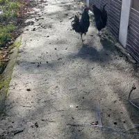 خروس گلین ومرغ|حیوانات مزرعه|کلاچای, |دیوار