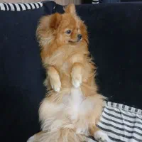 پامرروباهی