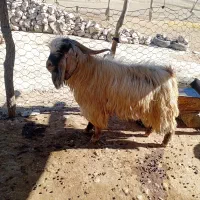 ساورین نژاد دار