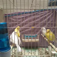 قناری رد فکتور|پرنده|بهبهان, |دیوار