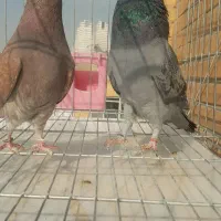 یکجفت کفتر گرو دیده