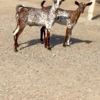 نژاد|حیوانات مزرعه|فردوس (خراسان), |دیوار