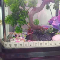 اکواریوم شرکتیه|ماهی|قزوین, |دیوار