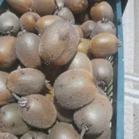 فروش کیوی هاروارد|عمدهفروشی|املش, |دیوار